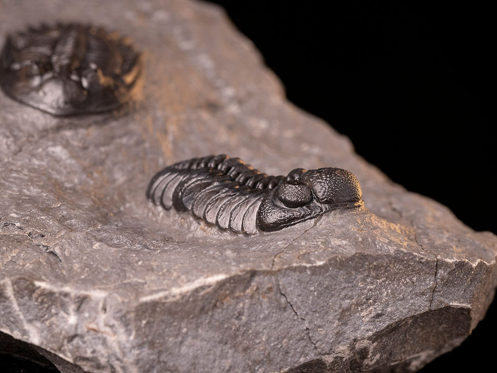 Miniatura: Asociación de trilobites del devónico medio Mrakibina cattoi & Phacops araw