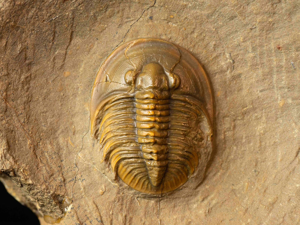 Thumbnail: Tropidocoryphe sp.