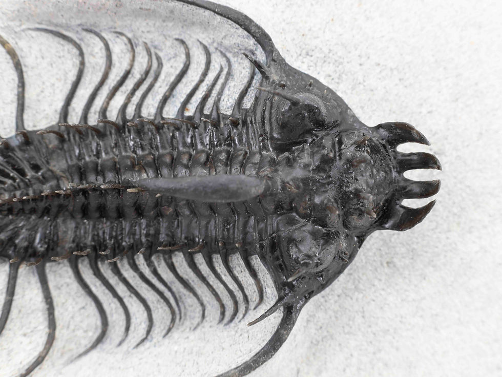 Thumbnail: Quadrops flexuosa