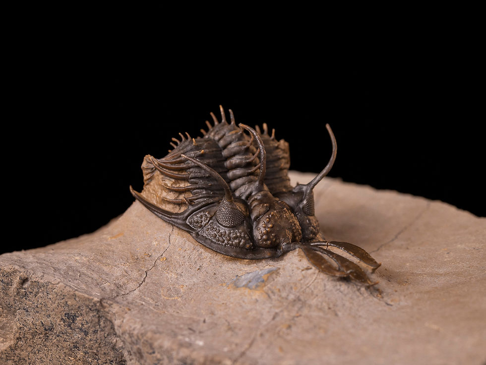 Thumbnail: Trilobite del devónico inferior Walliserops sp.