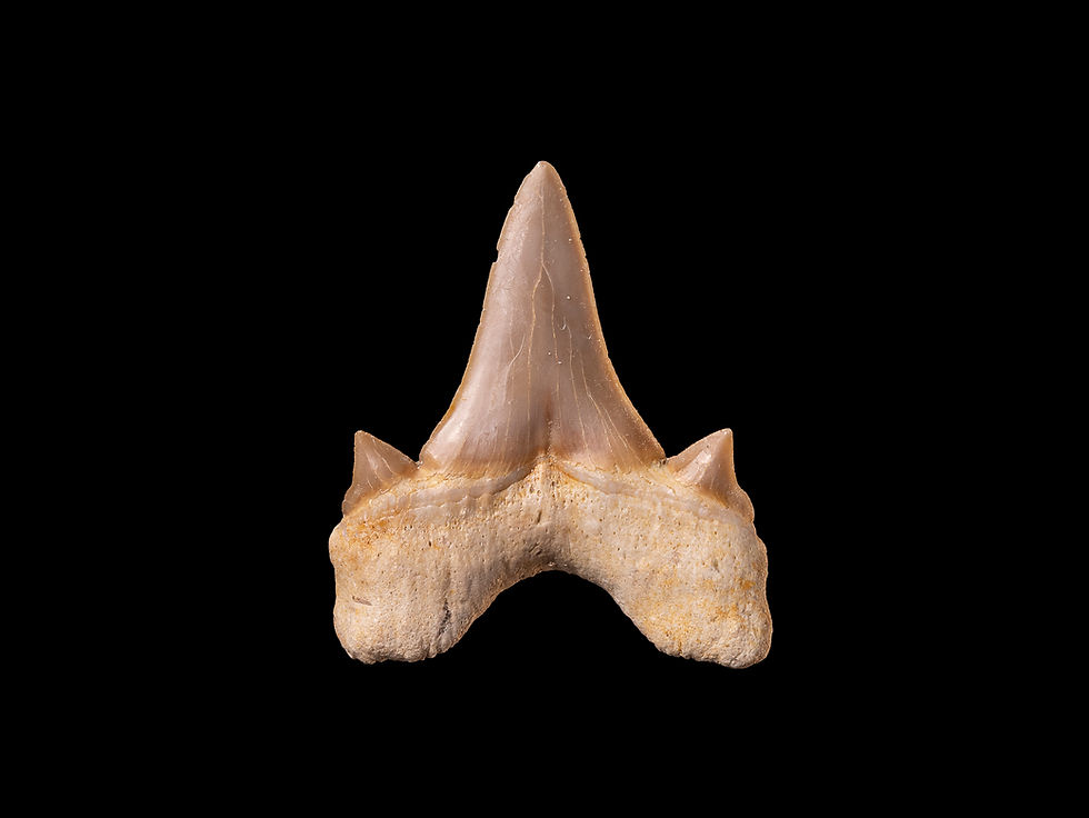 Thumbnail: Fotografía alta calidad diente de tiburón prehistórico Otodus obliquus  Toptrilos