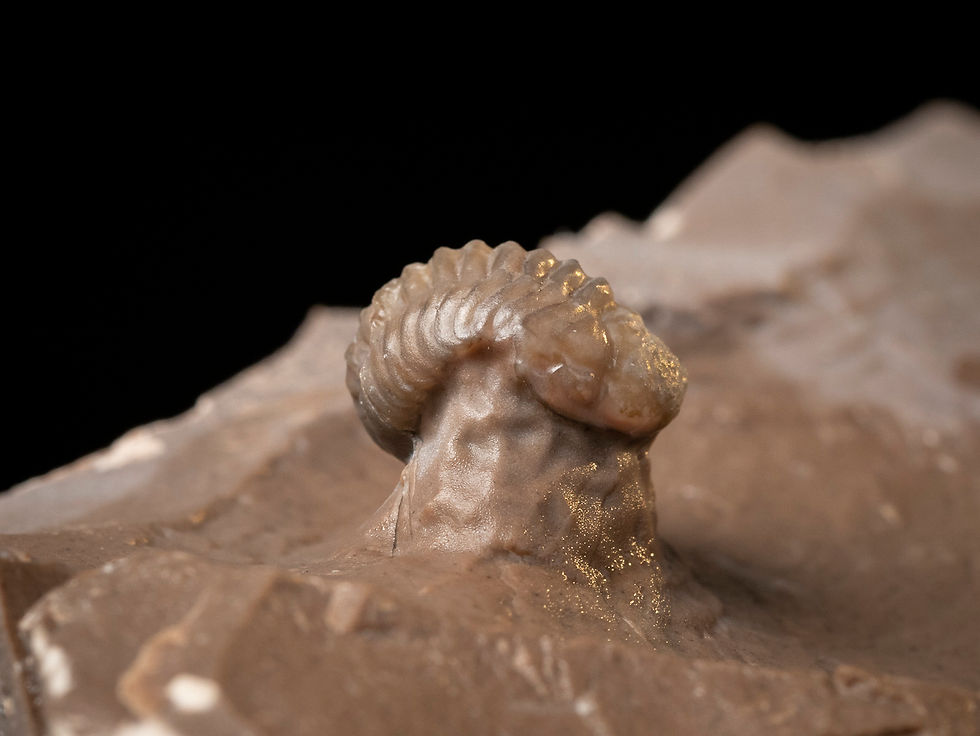 Thumbnail: Trilobites del Devónico medio Struveaspis bignoni procedentes de Jorf