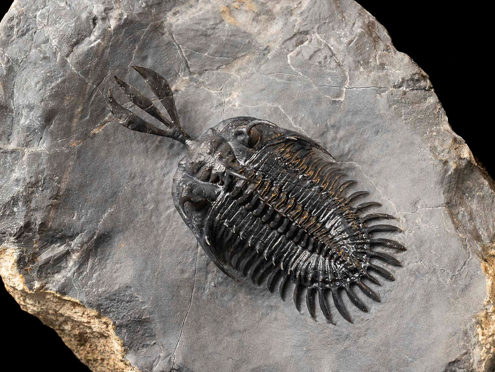 Thumbnail: Fotografía Trilobite Devónico alta calidad exclusivo