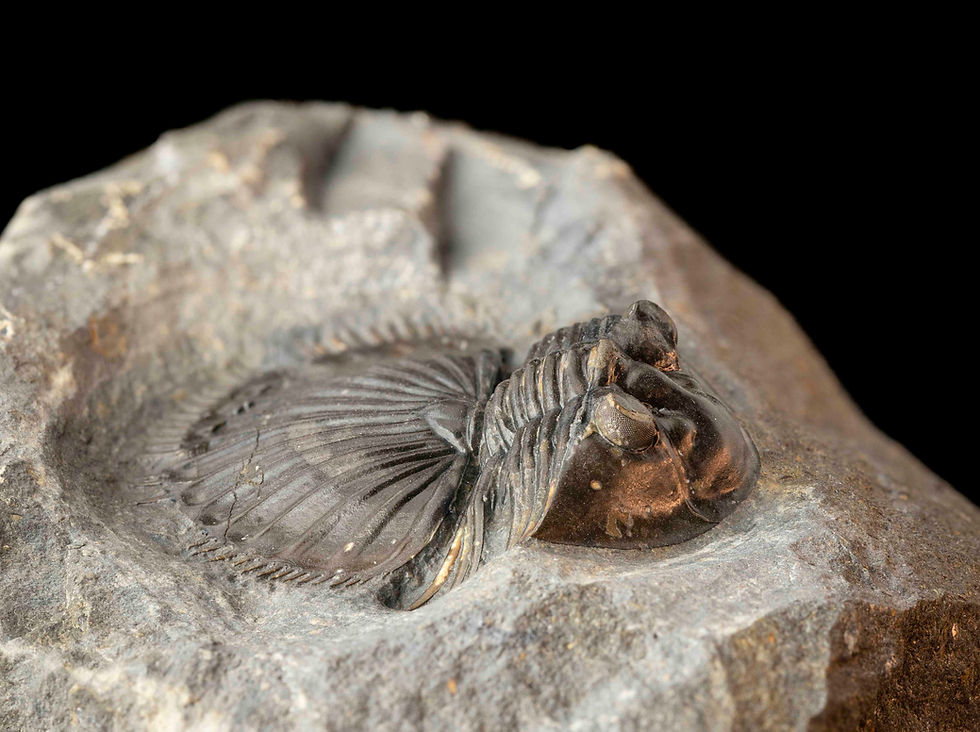Thumbnail: Thysanopeltis speciosa austromaura