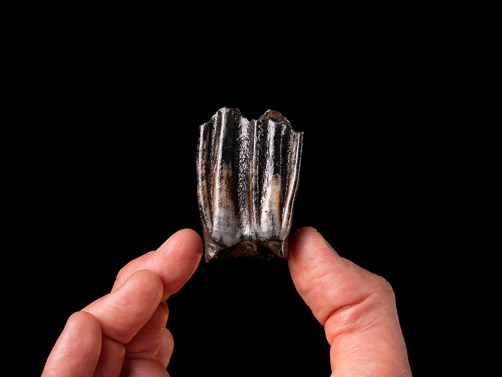 Molar superior fósil de bisonte Bison priscus del Pleistoceno superior