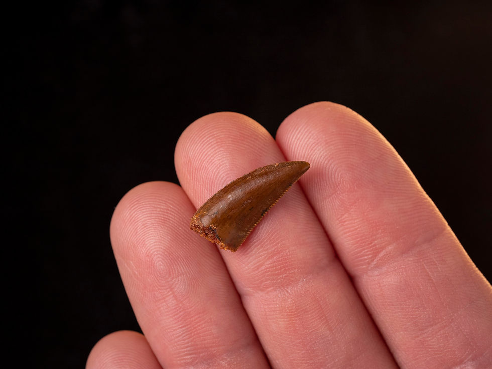 Miniatura: Fotografía vista general auténtico diente dinosaurio carnívoro calidad museo sobre una mano