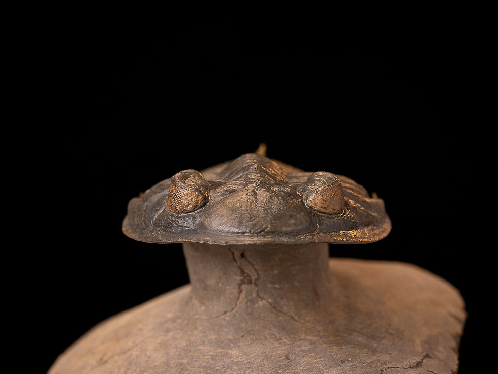 Miniatura: Trilobite del devónico inferior Zlichovaspis rugosa procedente de Aatchana