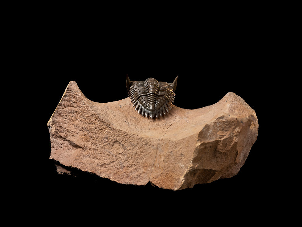 Thumbnail: Trilobite del Devónico Inferior Metacanthina issoumourensis