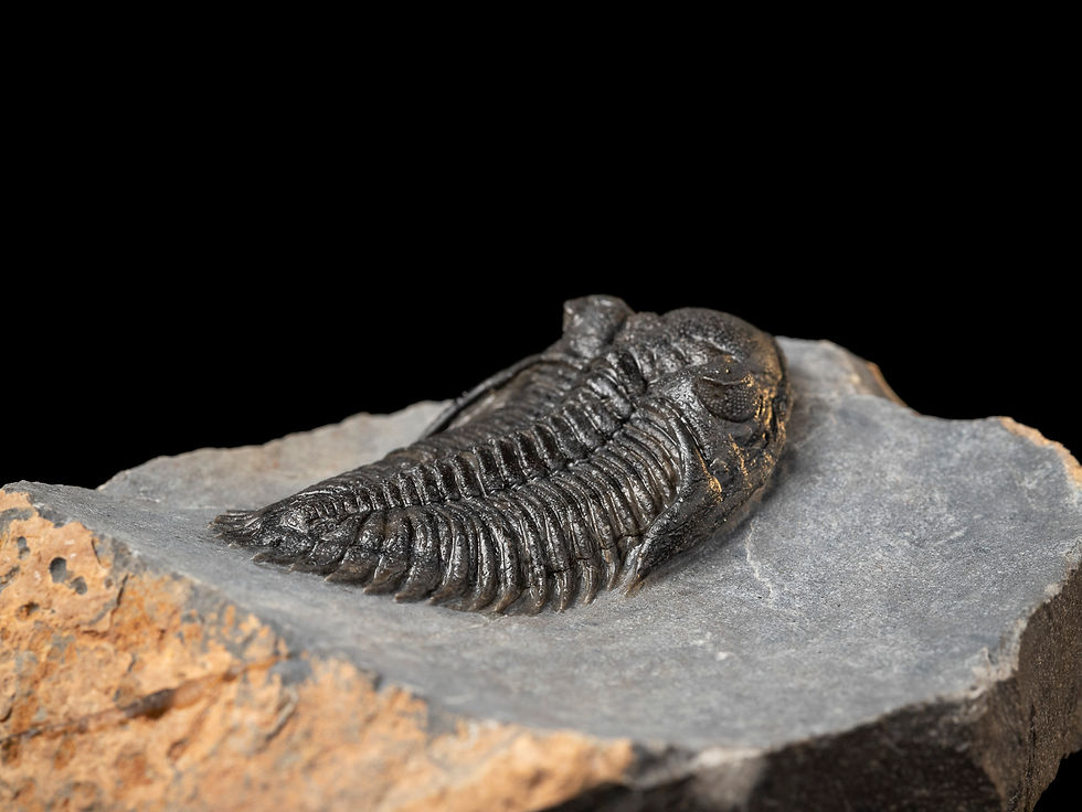 Thumbnail: Trilobite del Devónico Inferior Kayserops marocanensis