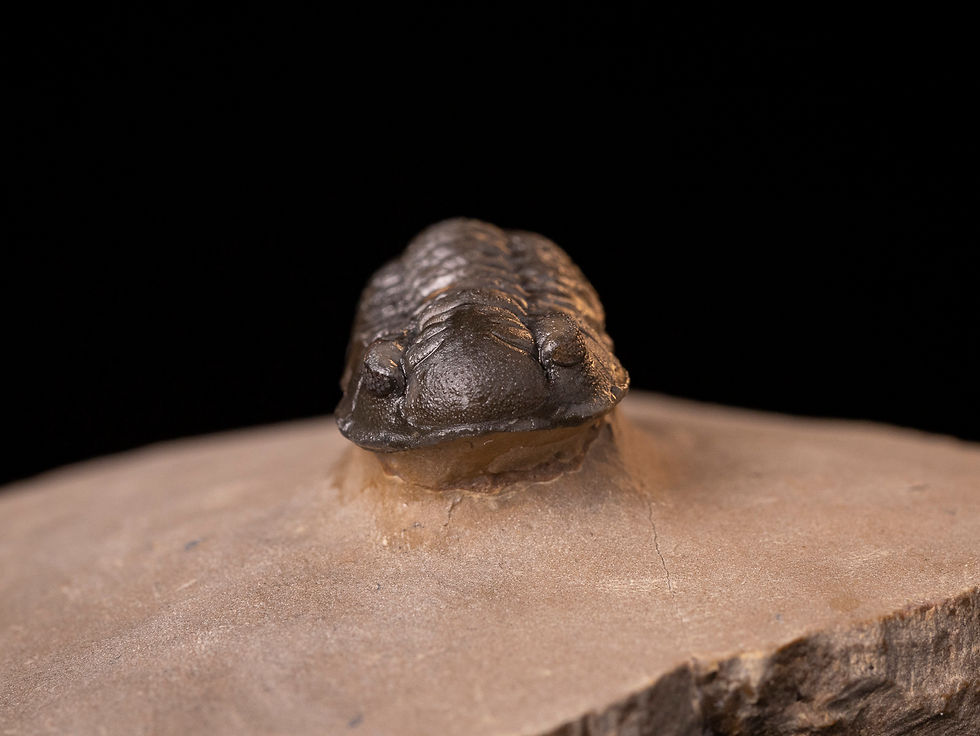 Thumbnail: Trilobite del devónico inferior Acastoides zguilmensis