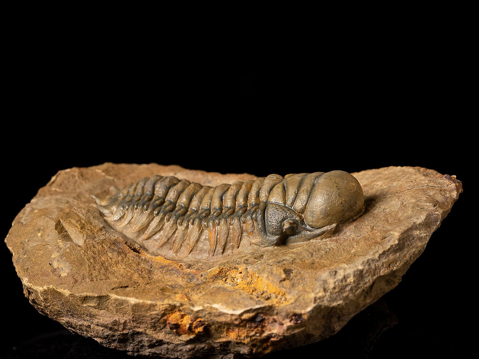 Miniatura: Fotografía vista frontal trilobite Devónico Crotalocephalus gibbus