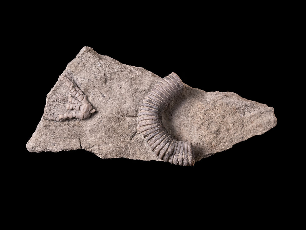 Thumbnail: Crinoideo del Carbonífero Pellecrinus intermedius procedente de USA