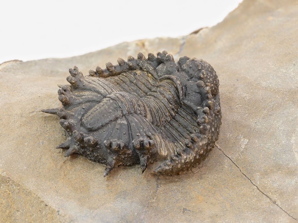 Thumbnail: Akantharges mbareki