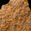 Miniatura: Homocystites & Ophiuroidea