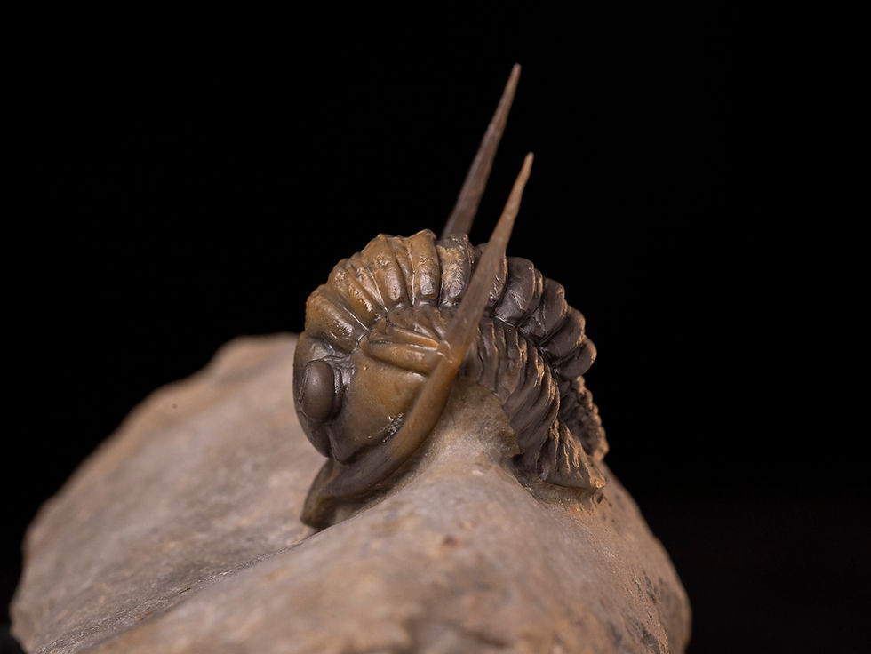 Thumbnail: Trilobite del devónico medio Diademaproetus antatlasius