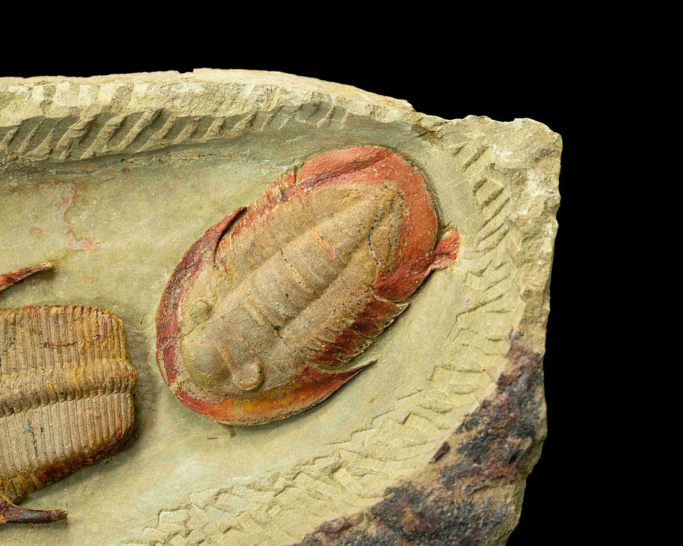 Thumbnail: Harpides sp.  Asaphellus fezouatensis & Ortoceras sp.