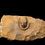 Miniatura: Trilobite del Devónico Lioharpes sp.