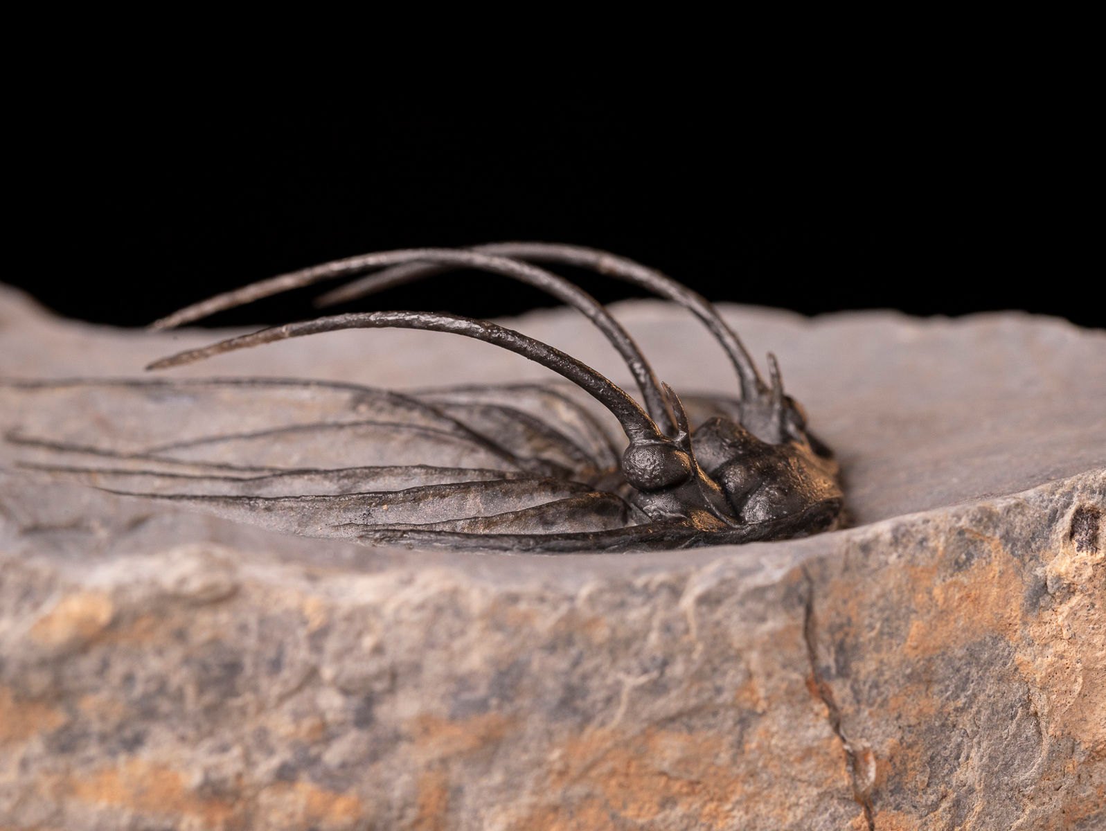Impresionante trilobite del devónico inferior Heliopeltis johnsoni