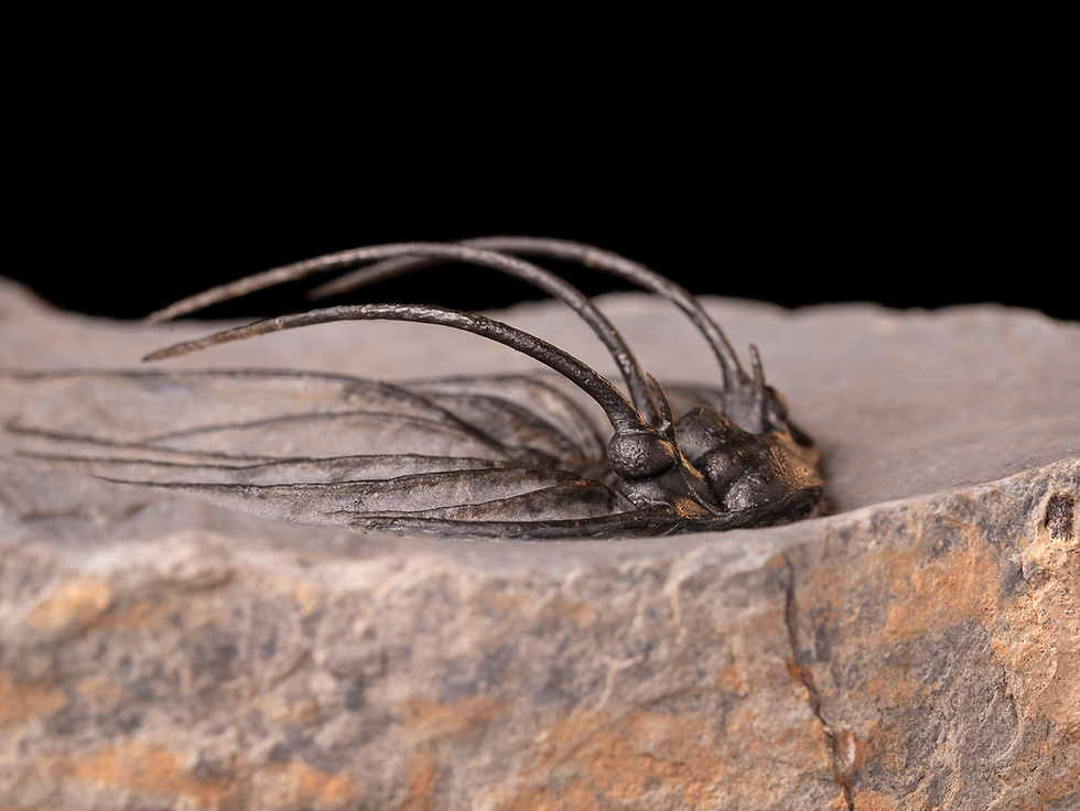 Impresionante trilobite del devónico inferior Heliopeltis johnsoni