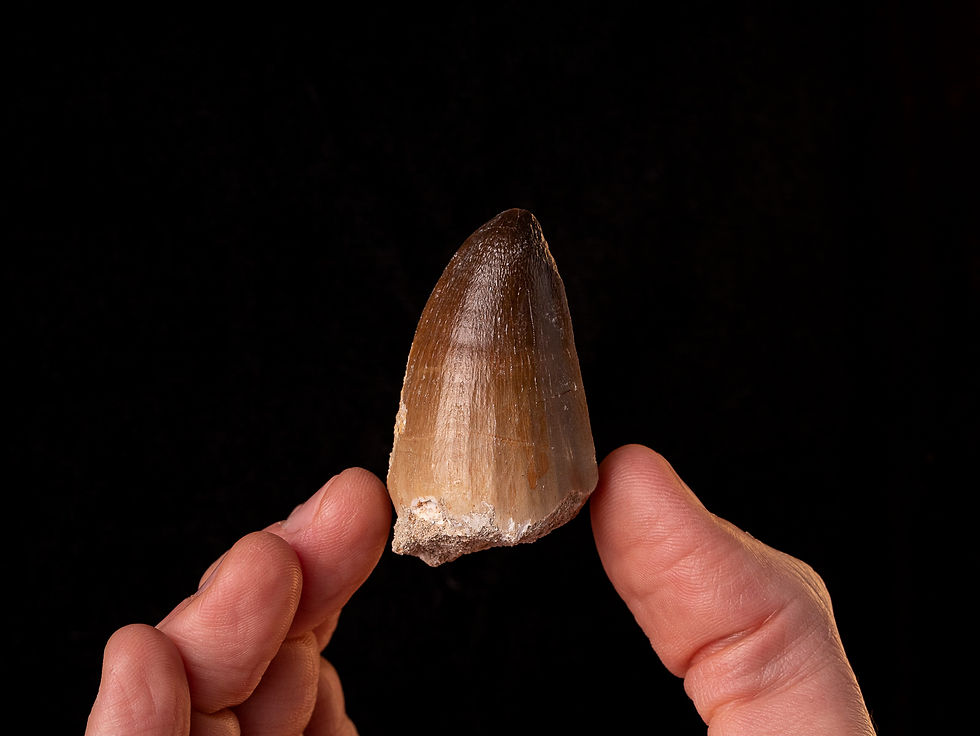 Diente de reptil marino Prognathodon curii (Mosasaurio) | Toptrilos