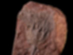 Placa de crinoideos del silúrico Scyphocrinites elegans