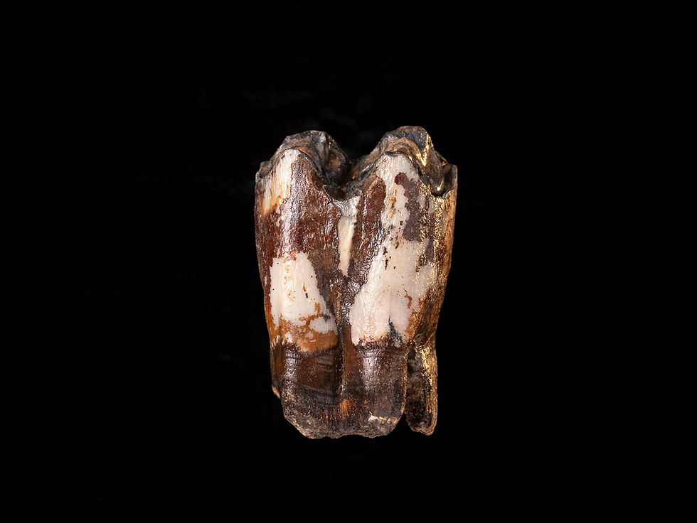 Thumbnail: Molar fósil mamífero Bison priscus (Pleistoceno) | Toptrilos