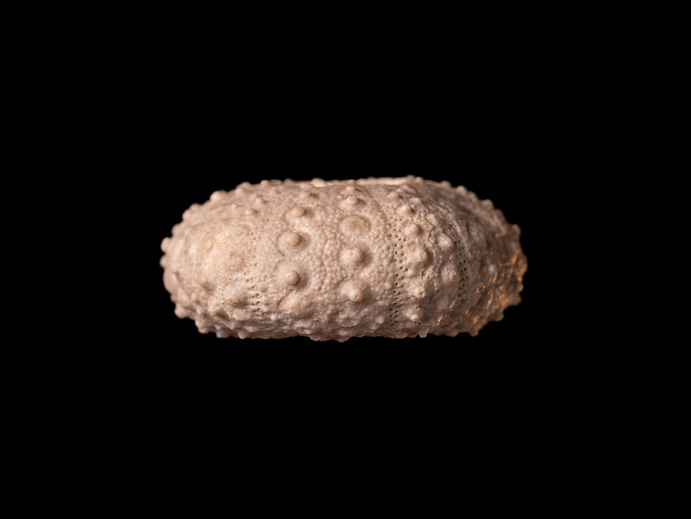 Miniatura: Erizo de mar fósil del Jurásico superior Diplopodia versipora procedente de Francia