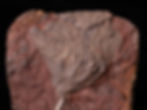 Placa de crinoideos del silúrico Scyphocrinites elegans