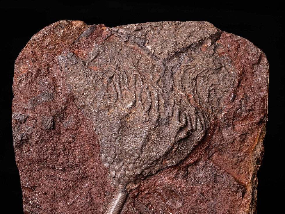 Placa de crinoideos del silúrico Scyphocrinites elegans