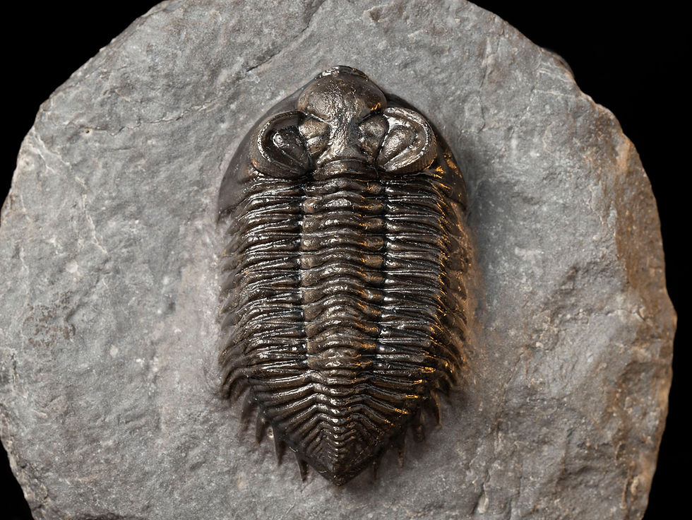 Thumbnail: Coltraneia cf. oufatenensis