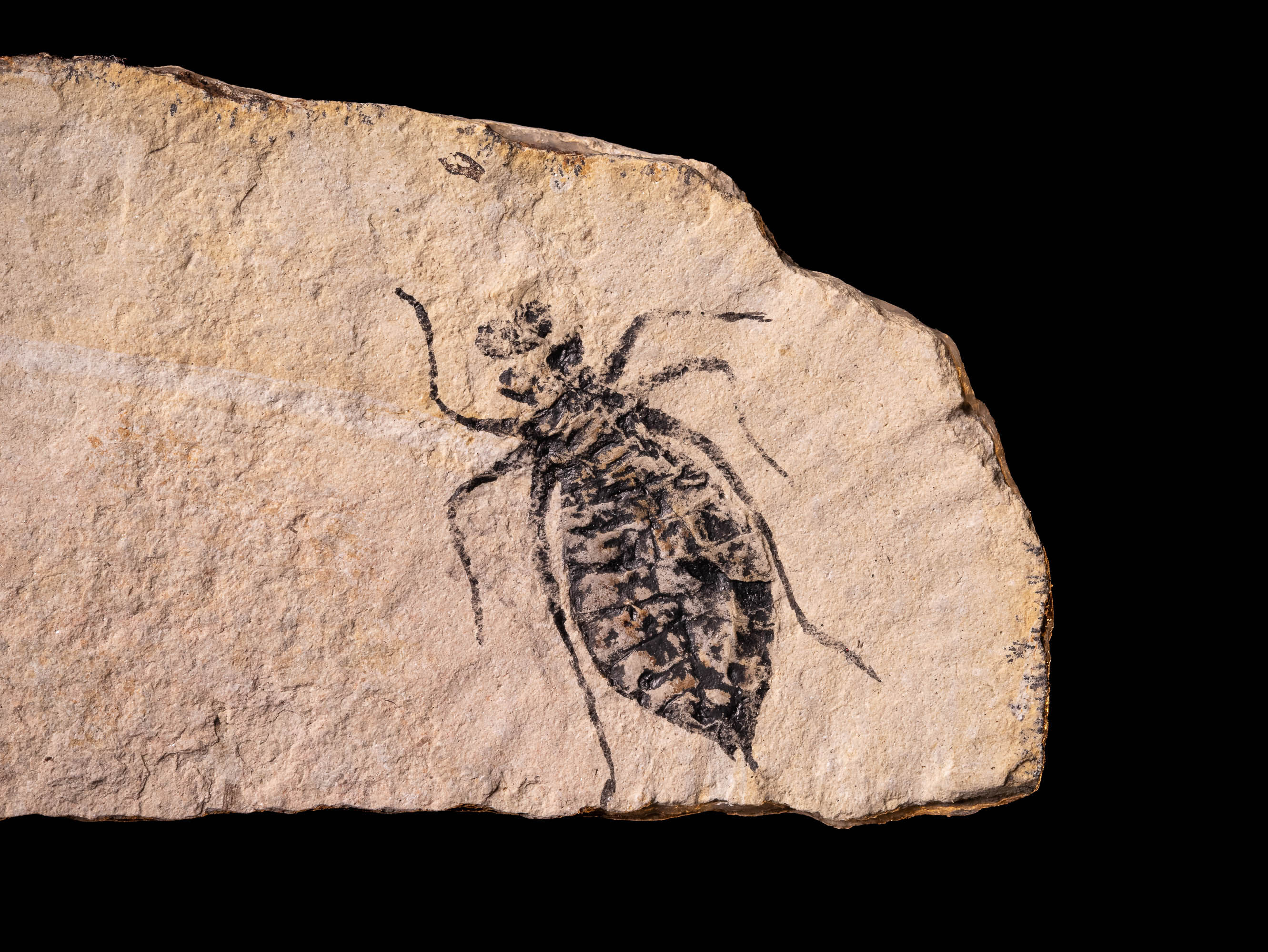 especie extinta de libélula Libellula doris del Mioceno
