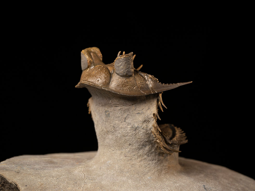 Thumbnail: Valiosa especie de trilobite del devónico Erbenochile erbeni