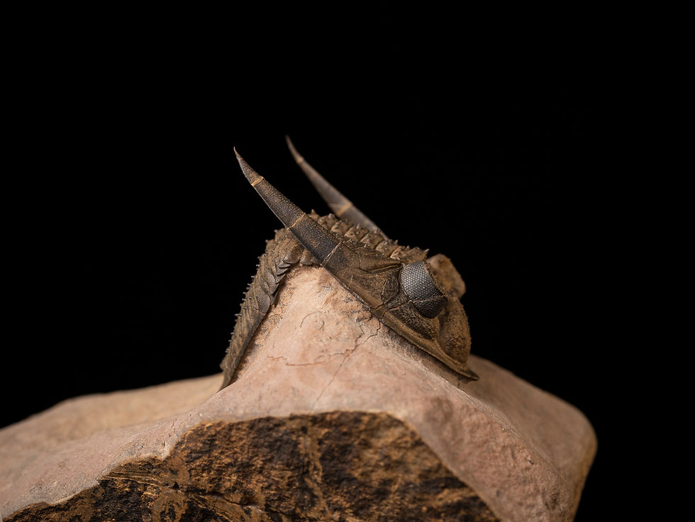 Thumbnail: Trilobite del Devónico Zlichovaspis aff. spinifera