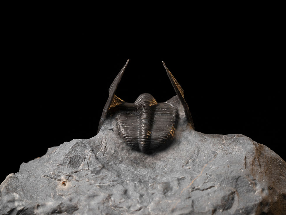Thumbnail: Trilobite Devónico Harpes perradiatus