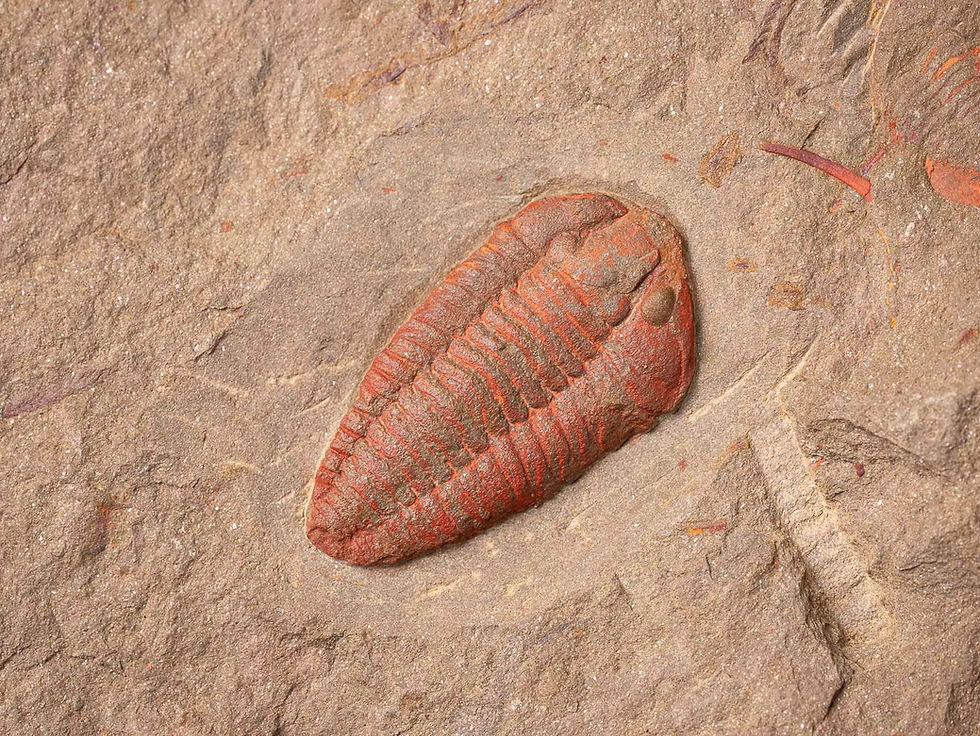 Increíble asociación Trilobites Colpocoryphe sp. & Asaphellus fezouatensis fezouata