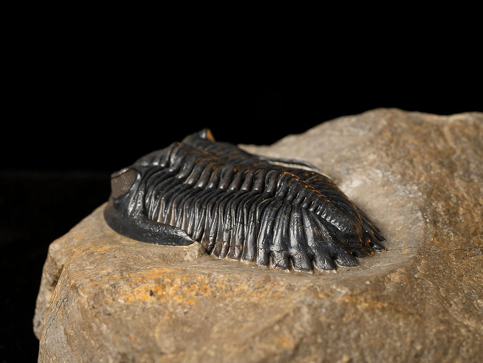 Thumbnail: Trilobite fósil Devónico Hollardops mesocristatus