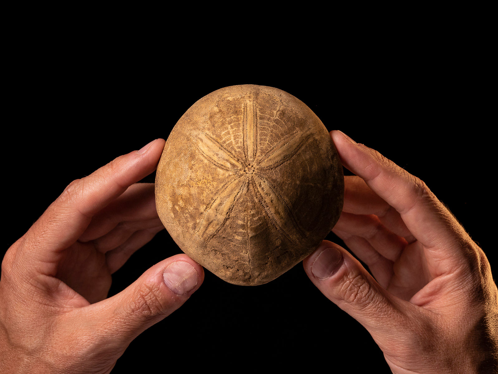 Erizo de mar fósil del Mioceno Echinolampas curtus