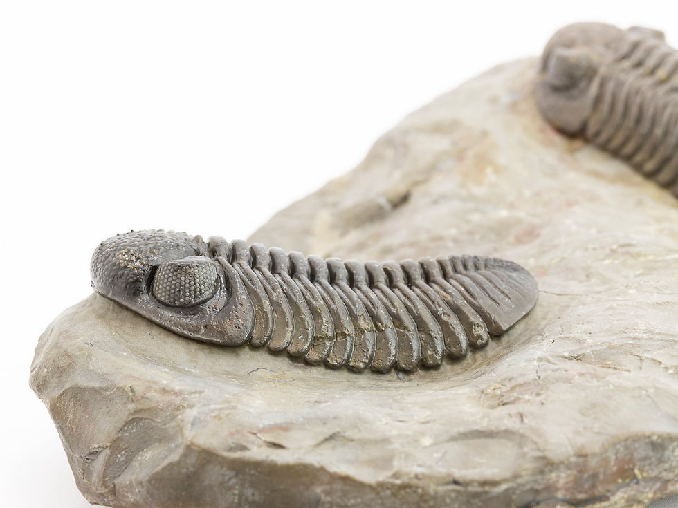 Miniatura: Pedinopariops sp. (From Jorf)
