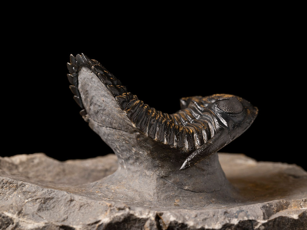 Thumbnail: Trilobite Fósil Devónico Hollardops mesocristatus