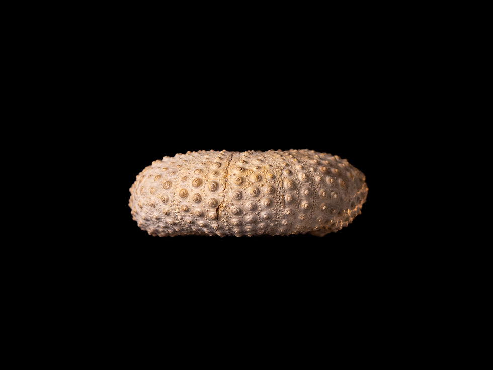 Miniatura: Erizo de mar fósil del Mioceno Psammechinus dubius, procedente de Francia