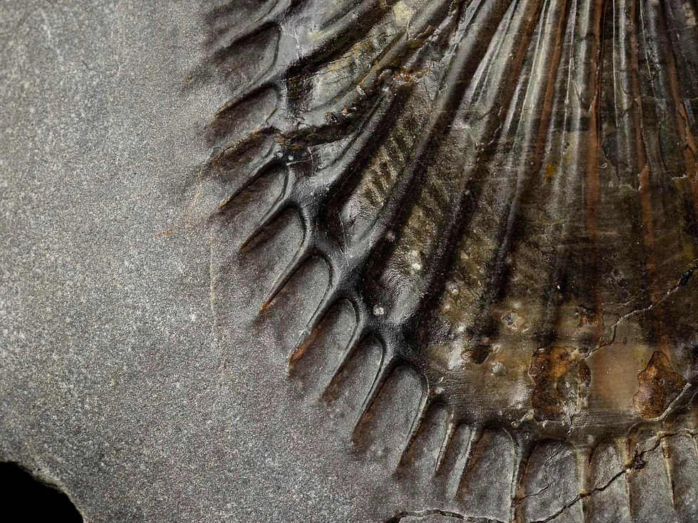 Thumbnail: Thysanopeltis speciosa austromaura