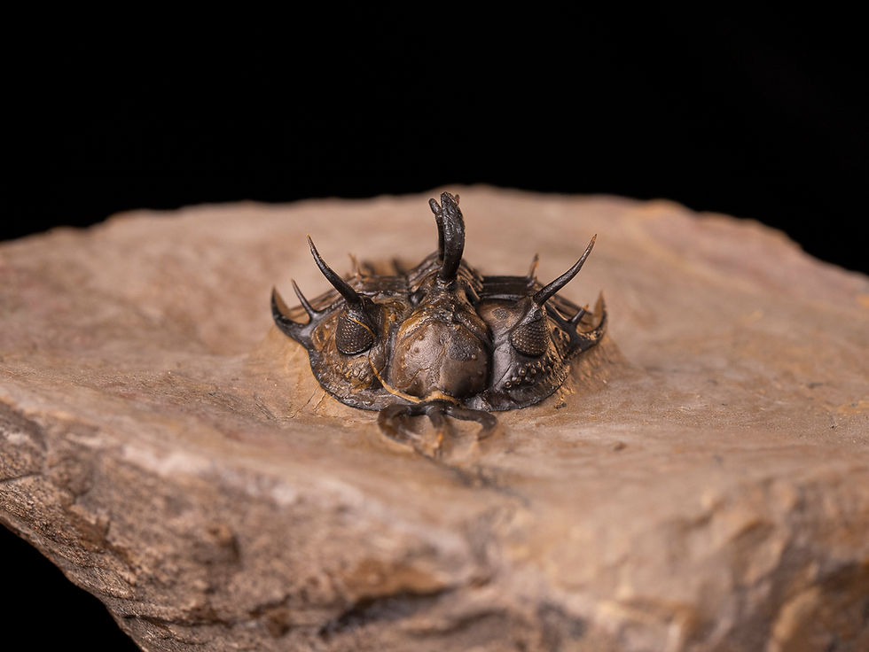 Thumbnail: Trilobite del devónico inferior Walliserops hammi