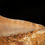 Thumbnail: Fotografía macro detallada serraciones diente tiburón megalodon