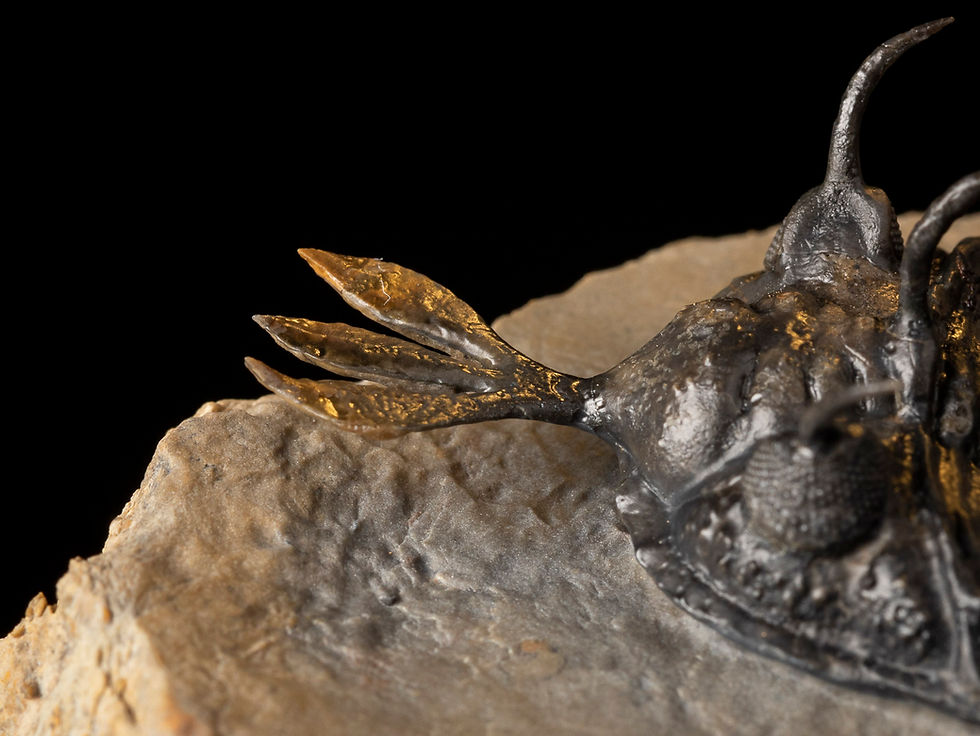 Thumbnail: Fotografía Trilobite Devónico alta calidad exclusivo Walliserops lindoei