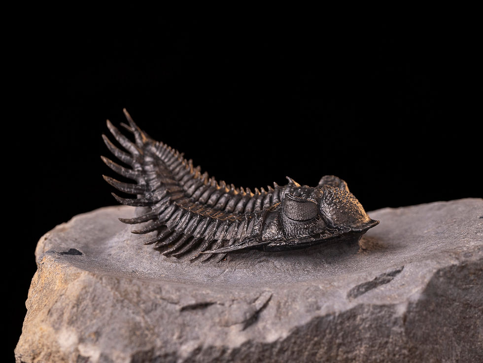 Trilobite del devónico inferior Saharops sp.