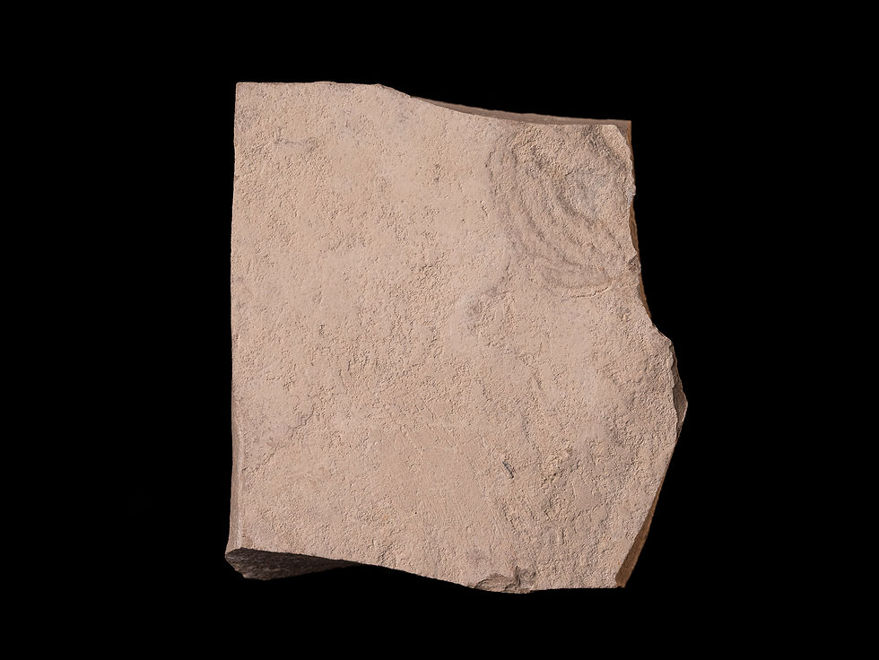 Miniatura: Hoja fósil del Eoceno Cedrelospermum nervosum
