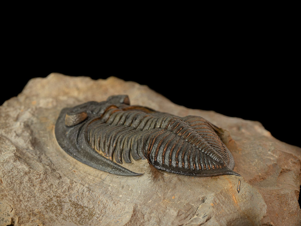 Thumbnail: Zlichovaspis sp.