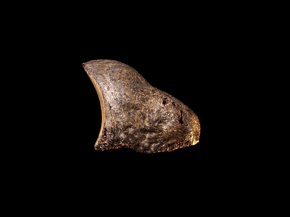 Thumbnail: Casco fosilizado de Coelodonta antiquitatis (Rinoceronte lanudo) del Pleistoceno superior