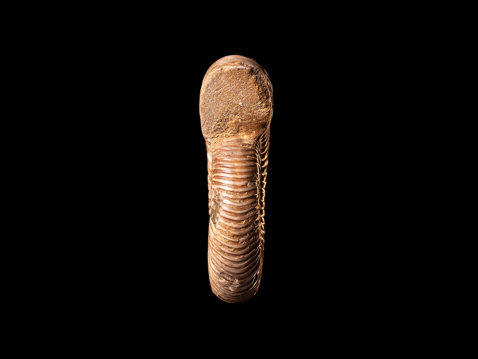 Miniatura: Ammonite del jurásico superior Perisphinctes virguloides