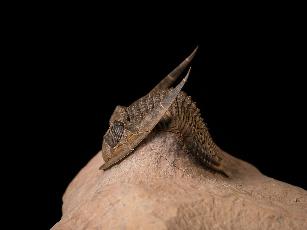 Thumbnail: Trilobite del Devónico Zlichovaspis aff. spinifera